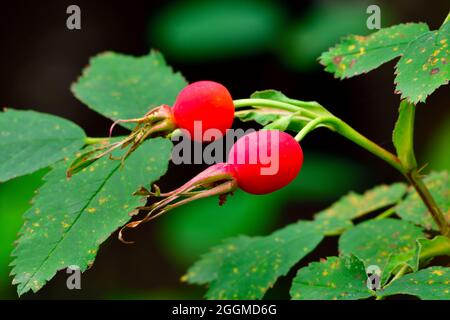 Ein Landschaftsbild von wilden Hagebutten „Rosa acicularis“, Pflanzen, die im ländlichen Alberta, Kanada, wachsen Stockfoto