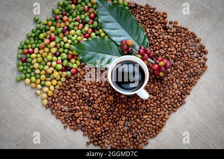 Roher oder reifer roter Zweig von Arabica- und Robusta-Bohnen und Bio-Kaffeebohnen am Baum. Bauer Ernte Obst auf dem Bauernhof in Java. Kaffeebaum die Plantagen Stockfoto