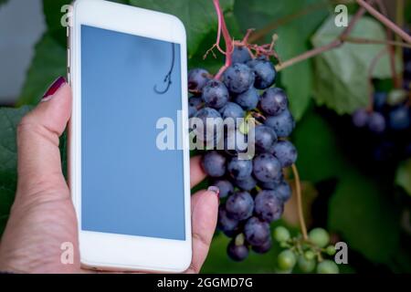 Weinberg. Große Trauben reifer Weintrauben hängen von alten Reben in der Weinregion in Südaustralien. Handhaltung Smartphone Qualität Überprüfung lokalen PR Stockfoto