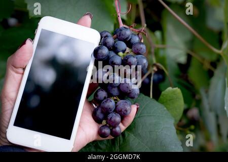 Weinberg. Große Trauben reifer Weintrauben hängen von alten Reben in der Weinregion in Südaustralien. Handhaltung Smartphone Qualität Überprüfung lokalen PR Stockfoto