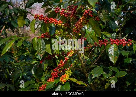 Roher oder reifer roter Zweig von Arabica- und Robusta-Bohnen und Bio-Kaffeebohnen am Baum. Bauer Ernte Obst auf dem Bauernhof in Java. Kaffeebaum die Plantagen Stockfoto