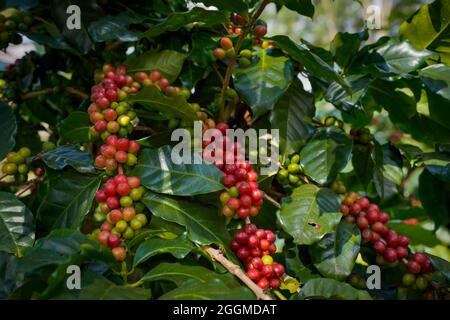 Roher oder reifer roter Zweig von Arabica- und Robusta-Bohnen und Bio-Kaffeebohnen am Baum. Bauer Ernte Obst auf dem Bauernhof in Java. Kaffeebaum die Plantagen Stockfoto