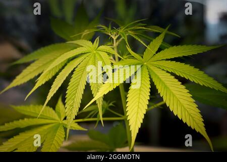 Marihuana grüne Blätter auf Baum Indoor-Anbau. Cannabispflanzen wachsen in Glashaus. Anbau von medizinischem Marihuana. Stockfoto