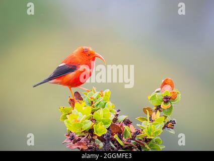 Iiwi bedrohte Hawaiian Honigkriechvögel auf einem Baum Stockfoto