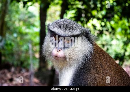 Nahaufnahme eines älteren Mona-Affen (Cercopithecus mona) in einem Wald, der direkt auf die Kamera mit Bokeh-Hintergrund blickt Stockfoto