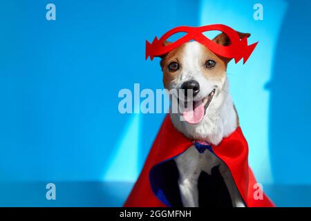 Niedlich fröhlich Jack Russell Terrier in roten Maske Blitz auf Stirn und Superhelden Umhang auf blauem Hintergrund mit Zunge ragt heraus und schaukig Stockfoto