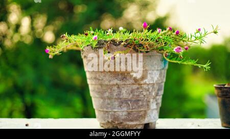Bunte Portulaca blüht auf einem großen Pflanzentopf. Morgenlicht auf dem unscharfen Hintergrund als natürliches Konzept in Stockfoto