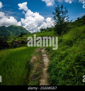 Greenview Feld der herrlichen Reisterrassen Stockfoto