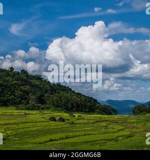 Greenview Feld der herrlichen Reisterrassen Stockfoto