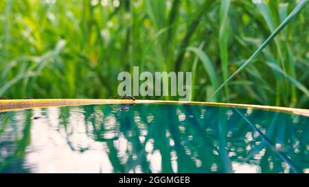 Makroaufnahme von schwarzen Ameisen aus der Nähe des Wassers. Sensibles Fokusbild einer Gruppe von Ameisen, die auf einem Plastikbehälter laufen. Stockfoto