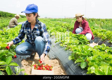 Gruppe von Landarbeitern, die Erdbeeren auf dem Feld ernten Stockfoto