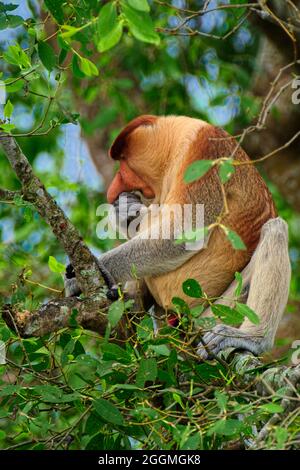 Der Proboscis-Affe, oder auch bekannt als Bekantan, lebt in Gruppen von 10-12, die normalerweise von einem dominanten Männchen angeführt werden, wobei das Wandergebiet bis zu einer Squa reicht Stockfoto