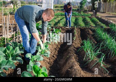 Fokussierter Mann, der Kohlkeimlinge in Gartenbeeten aushillte Stockfoto