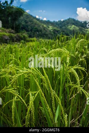 Greenview Feld der herrlichen Reisterrassen Stockfoto