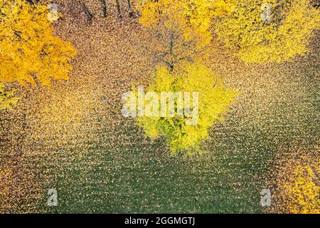 Leuchtend gelbe Bäume im herbstlichen Park. Waldboden bedeckt mit bunt gefallenen Blättern. Schöne Herbstszene. Luftaufnahme von oben. Stockfoto