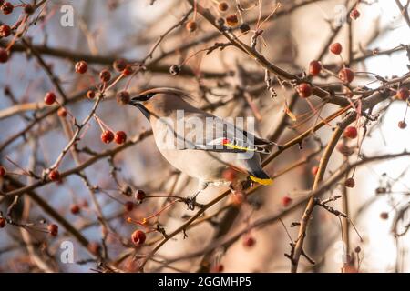 Böhmisches Wachskerz, lateinischer Name Bombycilla garrulus, das im Herbst- oder Wintertag auf dem Ast sitzt. Der Wachsflügel, ein schöner getuftete Vogel, sitzt auf einem Schellenkerling Stockfoto