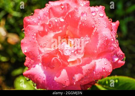 Rosenblütenkopf nach Regen. Nahaufnahme der Rosenblüte mit Wassertropfen darauf. Stockfoto