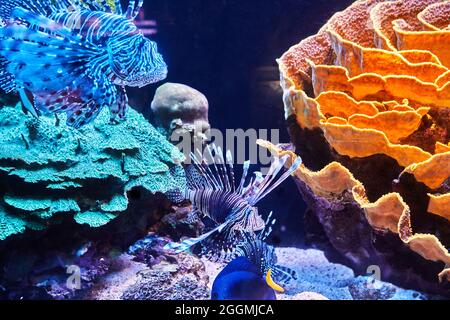 Exotische Fische im Aquarium des Roten Meeres schwimmen im Dunkeln zwischen glühenden Korallen Stockfoto