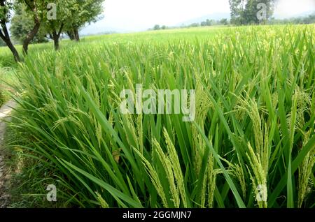 Nahaufnahme des Bündels grün reifen Reispflanze mit Körnern wachsen in der Farm über aus Fokus grün weißen Hintergrund. Stockfoto