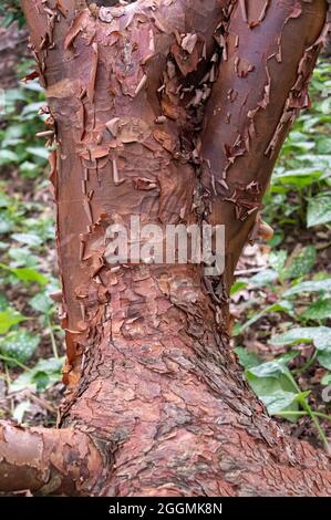 Acer griseum, Paperbark Maple, Acer nikoense, Sapindaceae. Schälende kastanienbraune Rinde von Acer griseum. Stockfoto