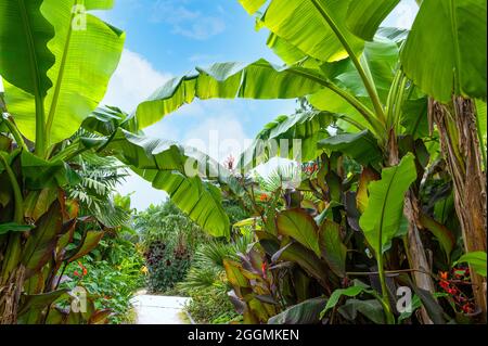 Der exotische Garten der RHS Wisley. Stockfoto