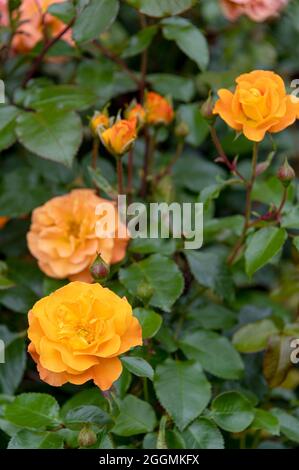 Rosa kostbarer Bernstein Rosaceae oranger Rosenstrauch. Stockfoto