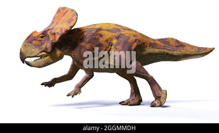 Protoceratops, ein Dinosaurier aus der späten Kreidezeit, isoliert auf weißem Hintergrund, 3d-Paläoart-Rendering Stockfoto