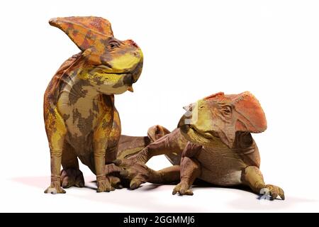 Protoceratops-Paar, Dinosaurier aus der späten Kreidezeit, isoliert auf weißem Hintergrund, 3d-Paläoart-Illustration Stockfoto