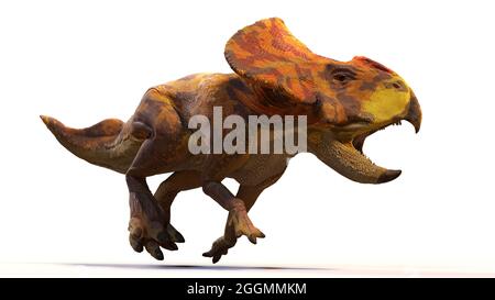 Protoceratops, Dinosaurier aus der späten Kreidezeit, isoliert mit Schatten auf weißem Hintergrund, 3d-Paläoart-Illustration Stockfoto