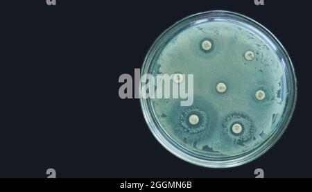 Antimikrobieller Suszeptibilitätstest durch Diffusion von kirby bauer auf schwarzem Hintergrund Stockfoto