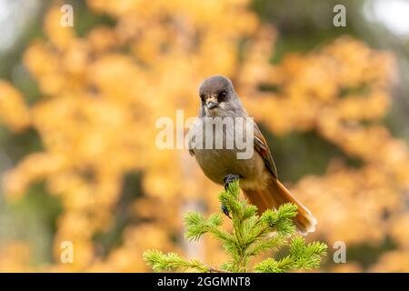 Freundlicher Vogel alter Wälder, Sibirischer eichelhäher, Perisoreus infaustus, der während des Herbstlaubes in Kuusamo, Nord-Finlan, auf einer kleinen Fichte thront Stockfoto