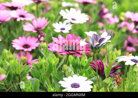 Blick auf Blauäugige Gänseblümchen, wunderschöne rote mit violetten und weißen Blüten, die im Garten blühen Stockfoto