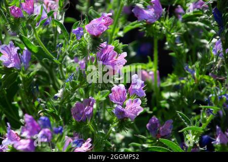 Echium vulgare schöne Wildblumen Nahaufnahme bienenfreundlich Sommer floralen Hintergrund Stockfoto