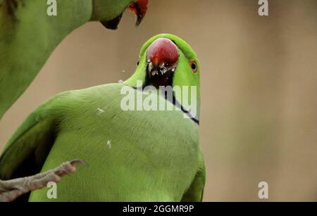 Low-Angle-Aufnahme von zwei entzückenden grünen Halskette Papageien - wildlif Stockfoto