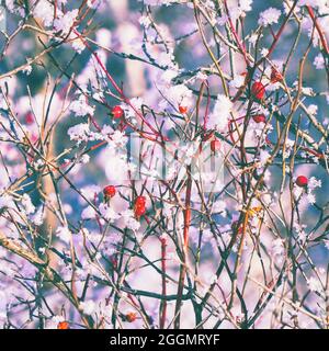 Rote Hagebutten mit Schnee bedeckt. Hagebutte im Schnee Stockfoto