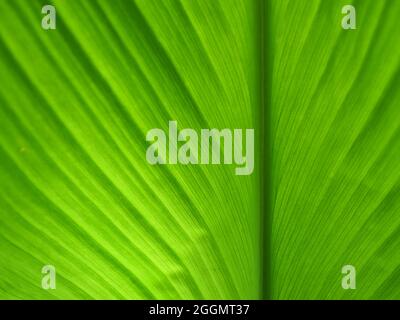 Grüne Farblinien und Streifen auf der Oberfläche der Kurkuma Blatt, abstrakter Hintergrund aus dem hellen mit dunklen Bereichen durch natürliches Licht Stockfoto