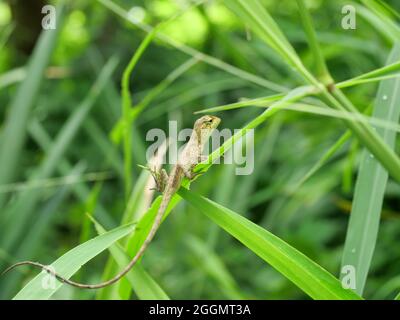 Nahaufnahme junger orientalischer Garten oder östlicher Garten oder wechselbarer Eidechse, Chameleon mit natürlichen grünen Blättern im Hintergrund, Thailand Stockfoto