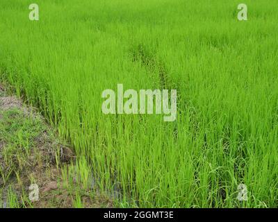 Das Wasser fließt auf dem Boden, der die Reispflanzung ist, Getreideernte in tropischen, dichten Gruppe von Pflanzen auf schmutzigen Land, Plantation Area in Thailand Stockfoto