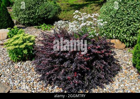 Schweinebauch von Berberis thunbergii Concorde - dekorative Pflanze für Garten- und Landschaftsgestaltung mit violetten und roten Blättern und Beeren. Ornamental dw Stockfoto