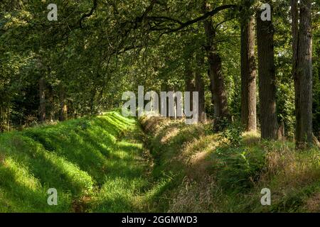 Der Bach Mühlenbach, der bei Wesel, Niederrhein, Nordrhein-Westfalen, Deutschland, fast ausgetrocknet ist. Der schnelle trockengefallene Mühlenba Stockfoto