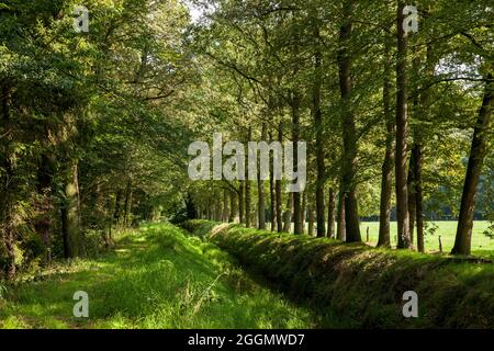 Der Bach Mühlenbach, der bei Wesel, Niederrhein, Nordrhein-Westfalen, Deutschland, fast ausgetrocknet ist. Der schnelle trockengefallene Mühlenba Stockfoto