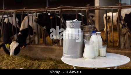 Milch, Milchprodukte auf dem Tisch im Kuhstall Stockfoto