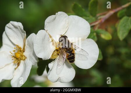 Drohnenfliege, Eristalis horticola, Synonym Eristalis lineata auf weißen Blüten von buschigen Zimtblüten (Potentilla fruticosa 'Abbotswood'), Familie Rosaceae. Stockfoto