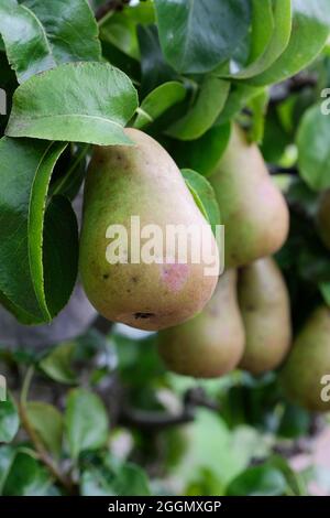 Pyrus communis 'Beurré Hardy'. Birne „Beurré Hardy“. Reife Früchte am Baum, Spätsommer/Frühherbst Stockfoto