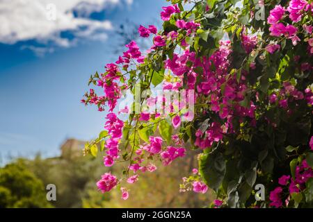 Blühende Bougainvillea. Magenta Bougainvillea Blüten. Bougainvillea Blumen als Hintergrund. Stockfoto