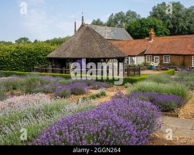 Norfolk Lavender, Caley Mill, Heacham, Norfolk, Großbritannien; Berühmte Lavendelfelder und Gartencenter Stockfoto