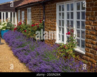 Norfolk Lavender, Caley Mill, Heacham, Norfolk, Großbritannien; Berühmte Lavendelfelder und Gartencenter Stockfoto