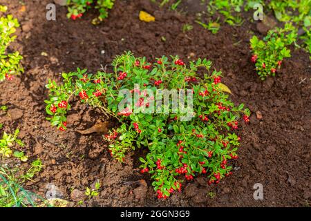 Vaccinium vitis-idaea Koralle im Garten Stockfoto