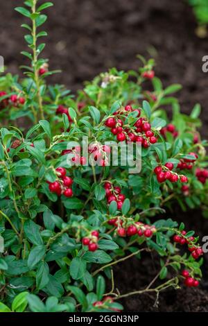 Vaccinium vitis-idaea Koralle im Garten Stockfoto