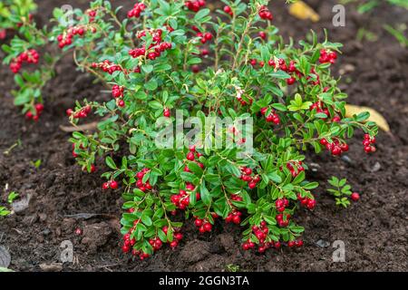 Vaccinium vitis-idaea Koralle im Garten Stockfoto